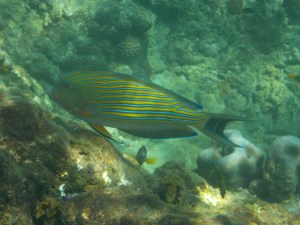 I have forgotten the name of this fish.....