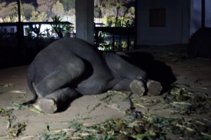 sleeping elephants